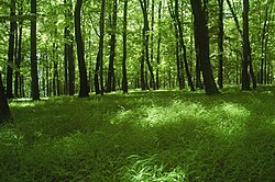 Bosque templado de hayas