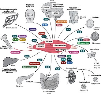 Representación conceptual de la interacción entre las miocinas y los factores de crecimiento
