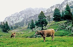 Vacas en Benasque en 1981