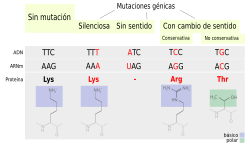 Diagrama de mutaciones puntuales