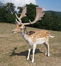 Un gamo común macho berreando en un entorno natural en Inglaterra.