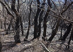 Suelo forestal calcinado y árboles quemados tras un incendio en un parque nacional.