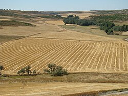 Cultivos de secano en la provincia de Valladolid, España