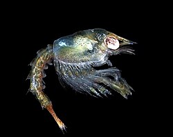 Larva zoea de langosta
