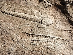 Ejemplares de Eccaparadoxides mediterraneus