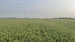 Llanura de Huangfan en verano