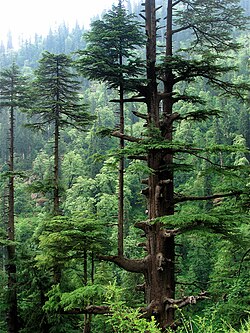 Cedro del Himalaya en el bosque subalpino de coníferas.