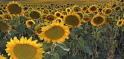 Campo de girasoles