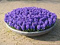 Detalle de flores en Keukenhof