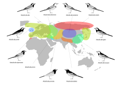 Mapa de distribución de las subespecies de Motacilla alba