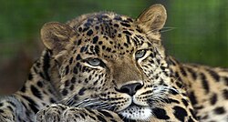 Leopardo del Amur en su hábitat natural