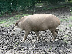 Ejemplar adulto de Tapirus terrestris