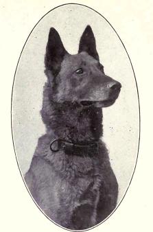 Fotografía histórica de 1915 de un pastor belga malinois
