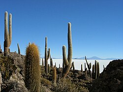Salar de Uyuni en la puna seca de Bolivia.