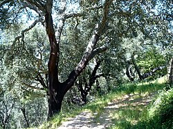 Bosque de alcornoques en el Algarve