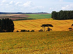Plantación de soja en Guarapuava