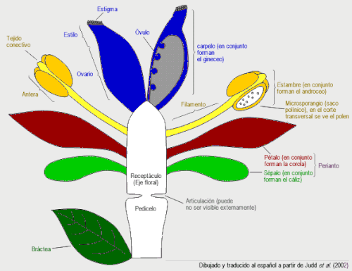 Diagrama de una flor de angiosperma ancestral