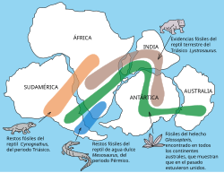 La distribución geográfica de los fósiles fue uno de los argumentos que usó Wegener para demostrar su teoría