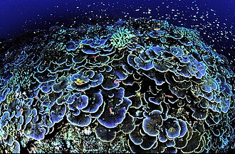 Formaciones coralinas submarinas protegidas en el refugio de la Isla Jarvis