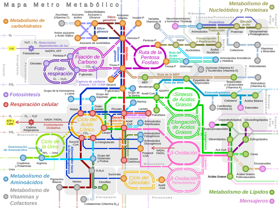 Representación de redes e interconexiones en sistemas bioquímicos