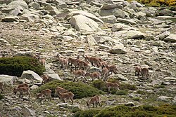 Ejemplares de Capra pyrenaica