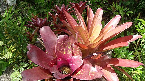 Variedades de bromelias con hojas superpuestas para almacenar agua