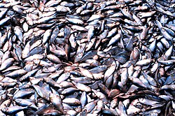 Pesquería de sábalo atlántico en aguas costeras.