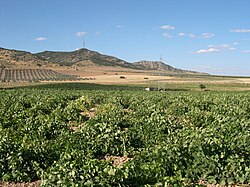 Extensión de viñedos en planicies españolas.