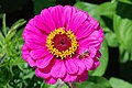 Planta de Zinnia elegans en floración estival