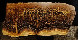 Estromatolitos ediacáricos del género Greysonia.