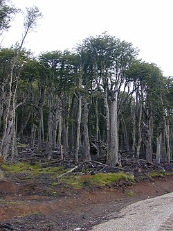 El bosque de lengas domina en los sectores de mayor altitud de la isla Picton