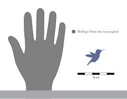 Comparación del tamaño del colibrí zunzuncito con una mano humana