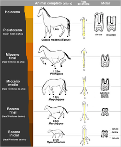 Representación esquemática de la evolución de los équidos