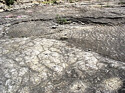 Capa estromatolítica sobre sustrato con ripples en el Jurásico de Loulle, Francia