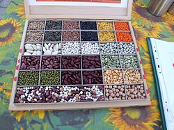 Variedad de alimentos de origen vegetal fresco