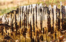 Tronco de abedul en proceso de descomposición en el suelo forestal