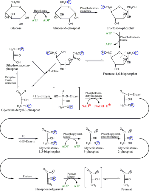 Esquema de la glucólisis transformando glucosa en piruvato con producción de ATP y NADPH
