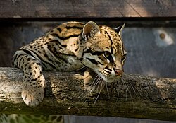 Perfil del rostro de un ocelote