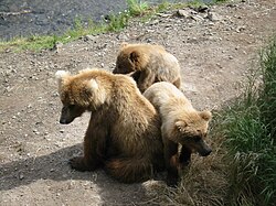 Hembra de oso pardo con sus oseznos
