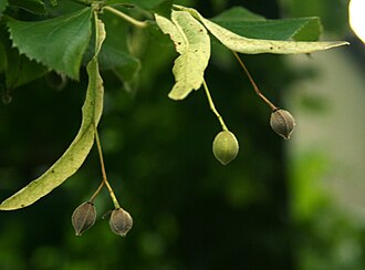 Fruto de Tilia platyphyllos con brácteas soldadas