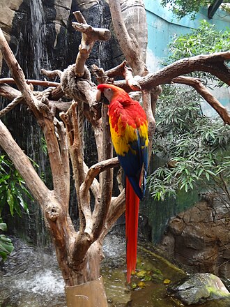 Guacamayo macao en Faunia, Madrid