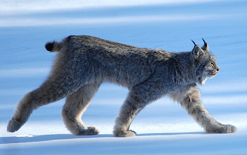 Lince canadiense (Lynx canadensis) sobre la nieve.