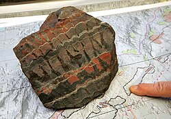 Estromatolito columnar procedente de las colinas de hierro Mesabi, en Minnesota