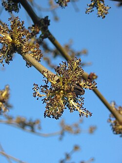 Flores de Fraxinus excelsior