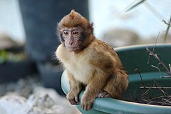 Joven ejemplar de mono de Berbería o Macaca sylvanus.