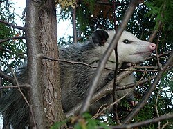 Zarigüeya de Virginia (Didelphis virginiana).