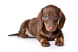 Cachorro de dachshund