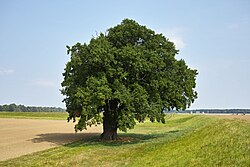 Ejemplar solitario de Quercus robur