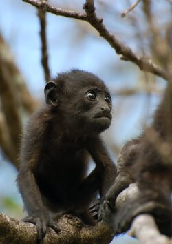 Cría juvenil de Alouatta palliata