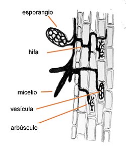 Diagrama de una micorriza arbuscular
